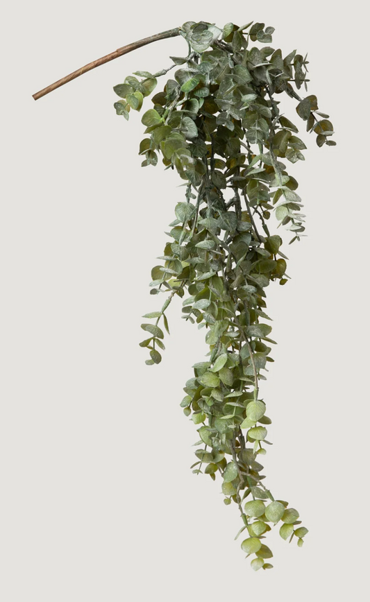 Hanging Dried Eucalyptus Leaves
